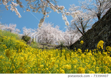 Yoshino cherry tree in Tsuyama City Tsuyama Park, one of the 100 best cherry blossom viewing spots in Okayama Prefecture 73394407