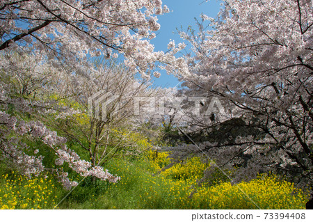 Yoshino cherry tree in Tsuyama City Tsuyama Park, one of the 100 best cherry blossom viewing spots in Okayama Prefecture 73394408