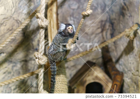 pygmy monkeys are one of the smallest primates. selective focus pygmy monkeys are one of the smallest primates. selective focus 73394521