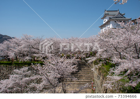 岡山縣鶴山市鶴山公園的染井吉野，是岡山縣百佳櫻花觀賞勝地之一 73394666