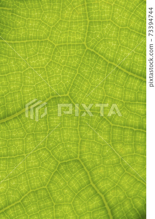 Green teak leaf texture as natural background Green teak leaf texture as natural background 73394744