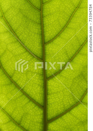 Green teak leaf texture as natural background 73394784