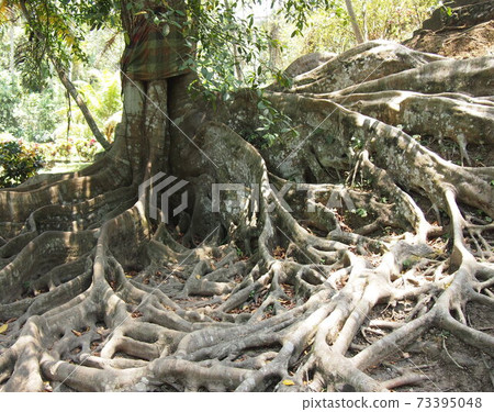Tropical tree roots 73395048