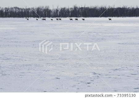 A herd of sika deer crossing the frozen Notsuke Bay 73395130
