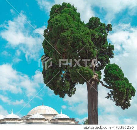 Strangely shaped pine tree in front of a dramatic sky Strangely shaped pine tree in front of a dramatic sky 73395250