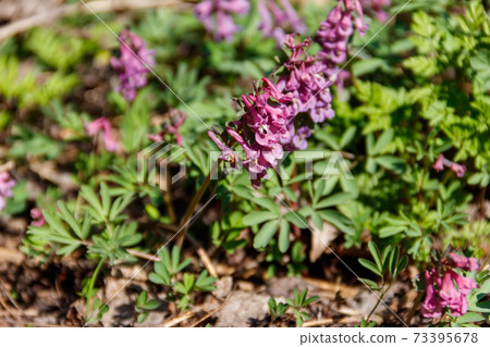 Purple corydalis flowers in forest at spring 73395678