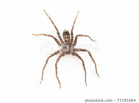 Close up image of spider on rough white wall 73395864