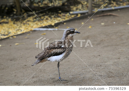 Australian Birds Australian Rocks 73396329