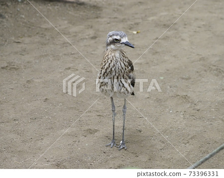 Australian Birds Australian Rocks 73396331