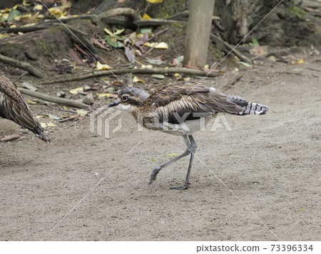 Australian Birds Australian Rocks 73396334