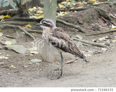 Australian Birds Australian Rocks Australian Birds Australian Rocks 73396335