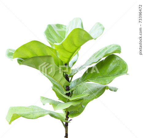 Ficus lyrate leaf isolated on white background 73396472