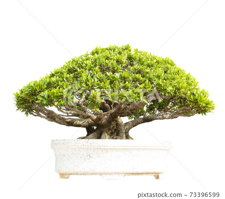 Bonsai tree isolated on white background 73396599