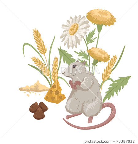 Domestic rat with plants, rodent food, pet, nuts, grain and cheese. Children s illustration. Vector cartoon illustration Domestic rat with plants, rodent food, pet, nuts, grain and cheese. Children s illustration. Vector cartoon illustration 73397038
