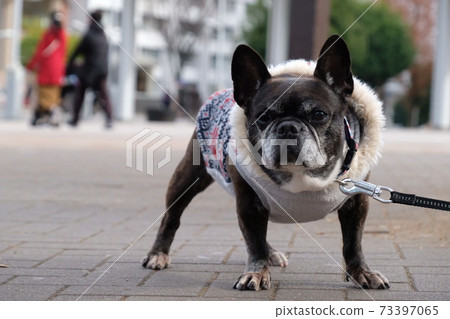 法國鬥牛犬冬季步行橫濱中心南站 73397065