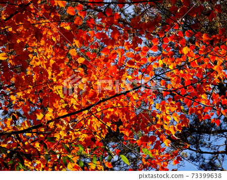 向陽楓紅 向陽楓紅 73399638