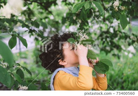 Curly boy sniffing bird cherry tree blossom. Curly boy sniffing bird cherry tree blossom. 73400560