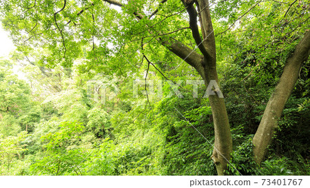 Early summer valley 73401767
