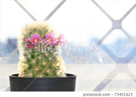 Pretty blooming pink cactus flower 73401825