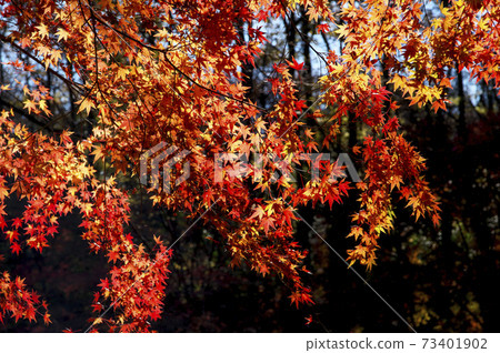 秋山山丘陵彩色楓 73401902