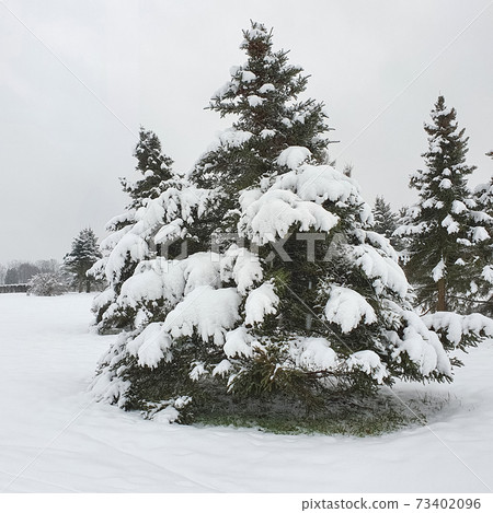 Wonderful winter landscape, snowy spruces. Natural beauty of nature. Europe, Lithuania January 2021 Wonderful winter landscape, snowy spruces. Natural beauty of nature. Europe, Lithuania January 2021 73402096