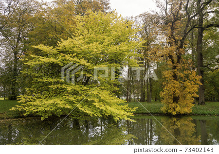 Autumn coloured trees 73402143
