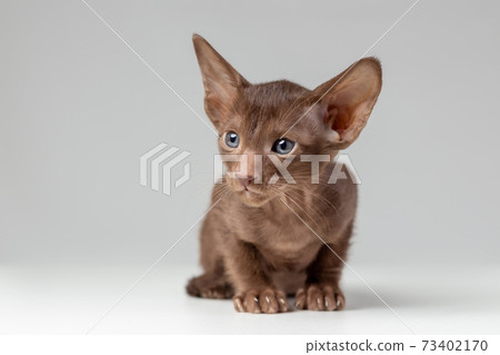 Little kitten of oriental cat breed of solid chocolate brown color with blue eyes is sitting against grey background Little kitten of oriental cat breed of solid chocolate brown color with blue eyes is sitting against grey background 73402170