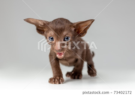 Little active kitten of oriental cat breed of solid chocolate color with blue eyes is meowing and walking against grey background 73402172
