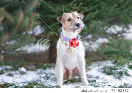 Portrait of young dog of parson russell terrier breed near fir tree at winter nature holding red christmas tree toy 73402182