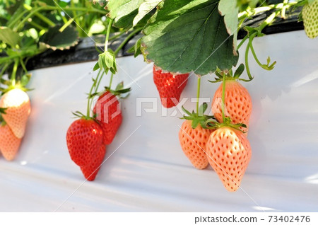Comparison of eating red and white strawberries Comparison of eating red and white strawberries 73402476