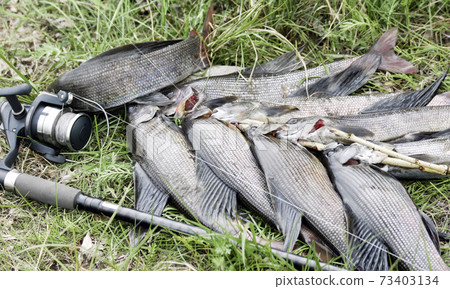 Wild fish-Siberian grayling and spinning on the grass after fishing. Wild fish-Siberian grayling and spinning on the grass after fishing. 73403134