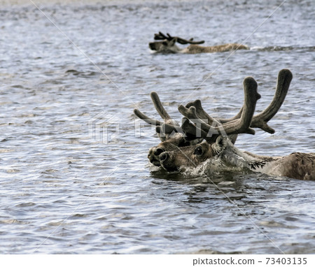 Reindeer with antlers swim across the river during migration. 73403135