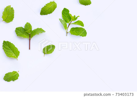 Fresh mint leaves isolated on white background. Copy space Fresh mint leaves isolated on white background. Copy space 73403173