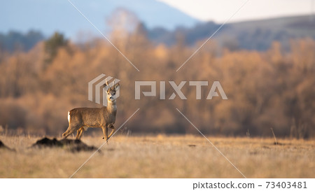 Roe deer buck standing with leg up on field in spring with copy space Roe deer buck standing with leg up on field in spring with copy space 73403481