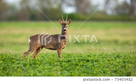 Roe deer looking to the camera on grass in spring nature Roe deer looking to the camera on grass in spring nature 73403482