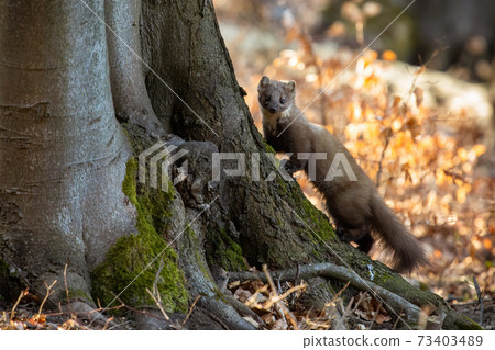 Pine marten climbing on tree in sunny autumn nature 73403489