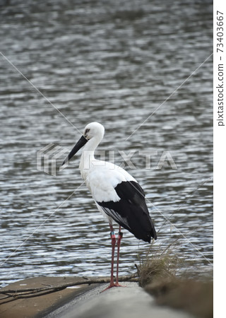 Wild bird / stork Wild bird / stork 73403667