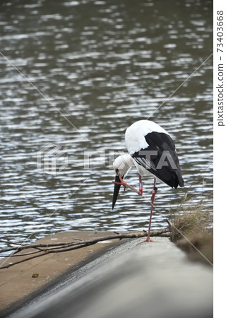 Wild bird / stork Wild bird / stork 73403668
