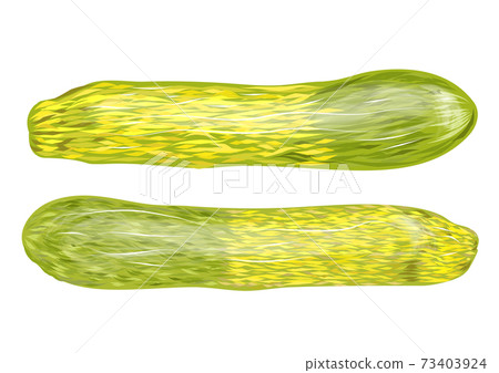 zucchini two tone - Stock Illustration [73403924] - PIXTA
