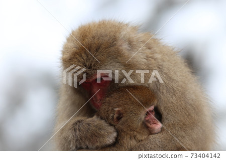 地獄谷猴園猴 73404142