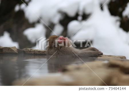 地獄谷猴園猴 73404144