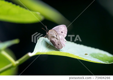 Butterfly Butterfly 73404266
