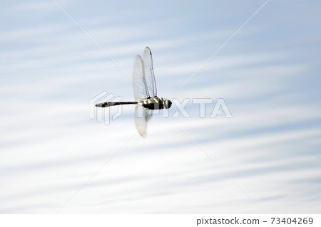 Dragonfly Kooniyama Dragonfly Kooniyama 73404269