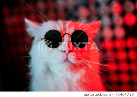 Portrait of disco furry cat in fashion eyeglasses on studio neon shining wall. Luxurious domestic Portrait of disco furry cat in fashion eyeglasses on studio neon shining wall. Luxurious domestic 73404750