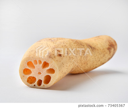 Lotus root white back Lotus root white back 73405367