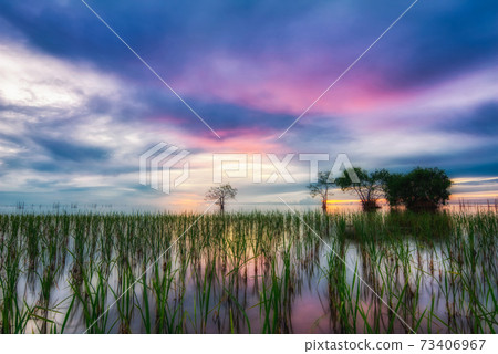 Beautiful sunrise from the lake Pakpra Beautiful sunrise from the lake Pakpra 73406967