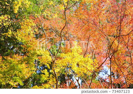 Golden maple Hirokawadera 73407123