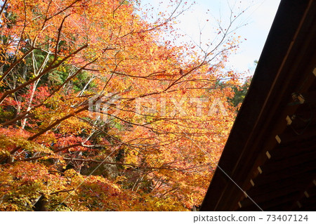 秋葉楓廣川寺 73407124