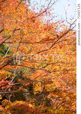 Autumn leaves maple Hirokawadera Autumn leaves maple Hirokawadera 73407126