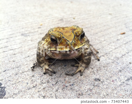 Toad on the roadside in Thailand 73407443